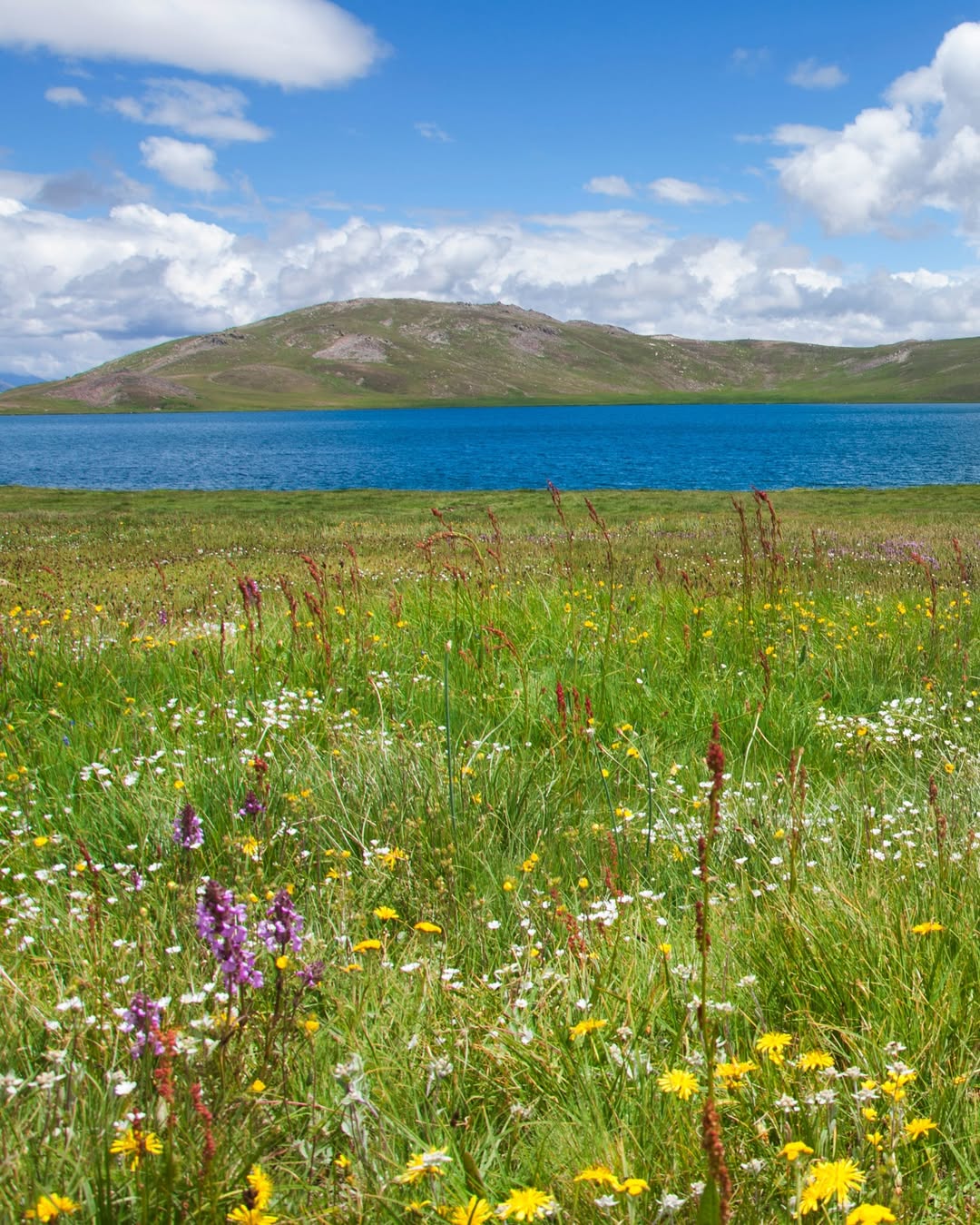 Deosai Plains